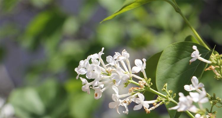 丁香花的花语与寓意（探索丁香花的深层意义）