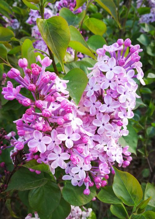 丁香花的花语与寓意（探索丁香花的深层意义）