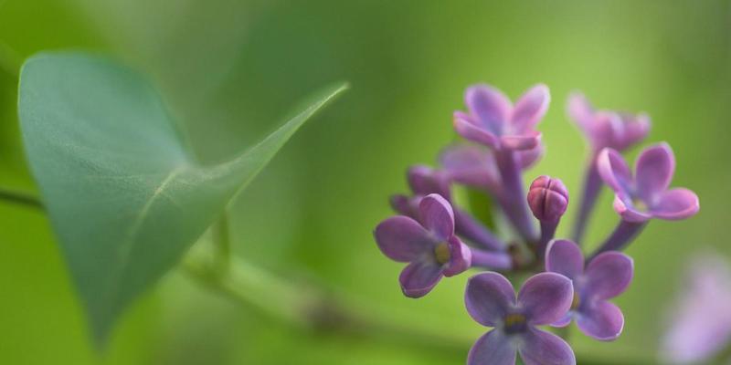 丁香花的花语与寓意（探索丁香花的深层意义）