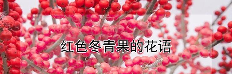 冬青树的花语——寓意与象征（传递希望和坚韧的冬青树）