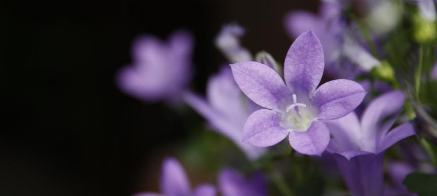 冬日花卉的花语——寒冬中的温暖与希望（冬天花卉的美丽与象征）