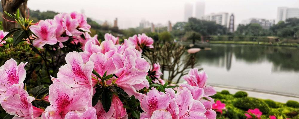 杜鹃花（传递希望与美丽的花朵）