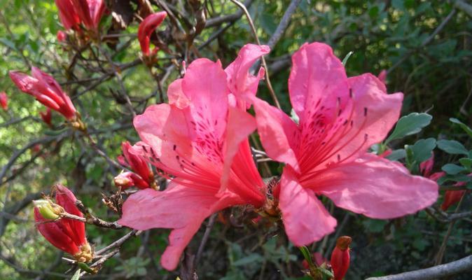 杜鹃花（传递希望与美丽的花朵）