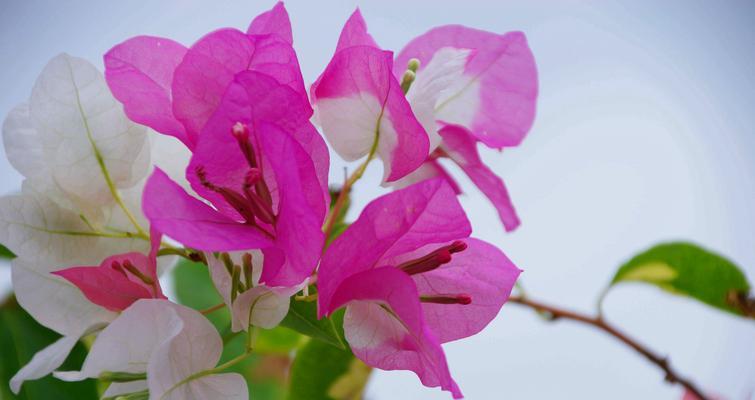 杜鹃花的花语与寓意（揭示杜鹃花背后的花语和寓意）