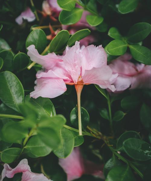 杜鹃花的花语与寓意（揭示杜鹃花背后的花语和寓意）