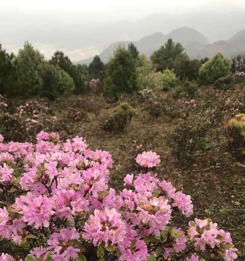 杜鹃花的花语与寓意（揭示杜鹃花背后的花语和寓意）