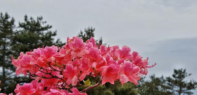 杜鹃花（探索杜鹃花代表意义的丰富内涵）