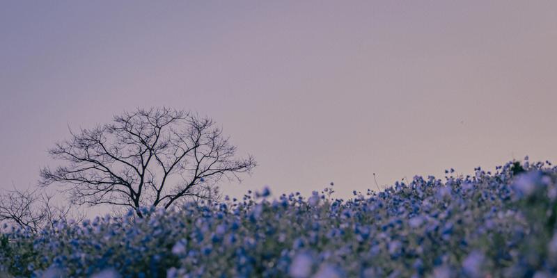 粉蝶花的文化背景与花语（揭秘粉蝶花的象征意义与历史渊源）