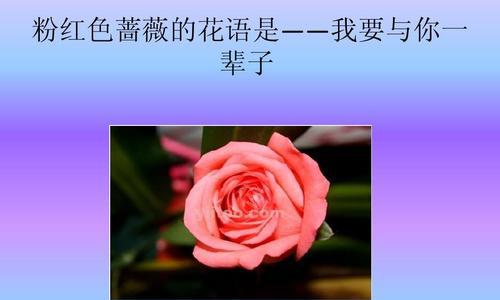 粉色桔梗花语-爱与美的象征（绽放于生命的颜色）