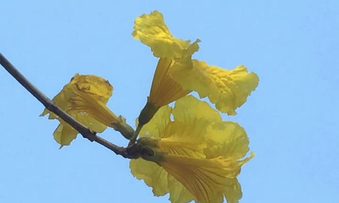 风铃花的花语和传说（传说中的风铃花与它的花语）