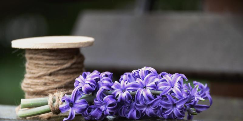 风信子花语（探寻风信子花语的深刻内涵与生命力）