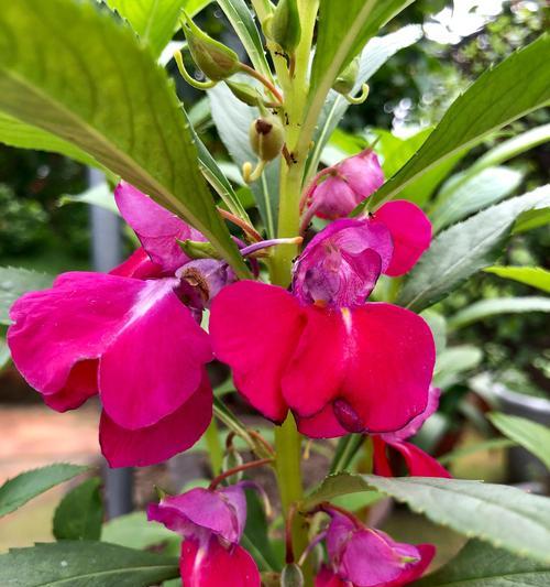 凤仙花的花语及意义（探索凤仙花的深意）