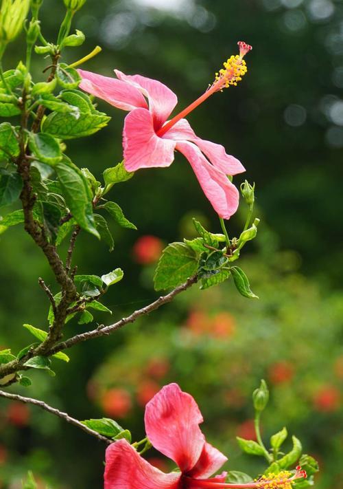 扶桑花的花语和含义（扶桑花）