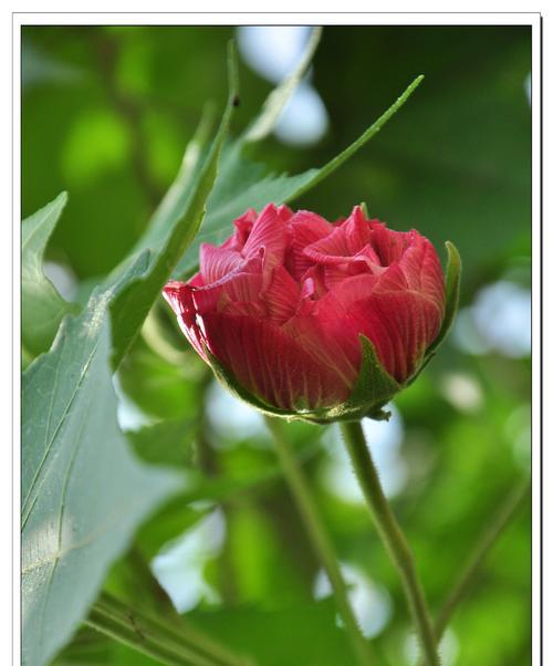 芙蓉花（荷塘里的芙蓉花）