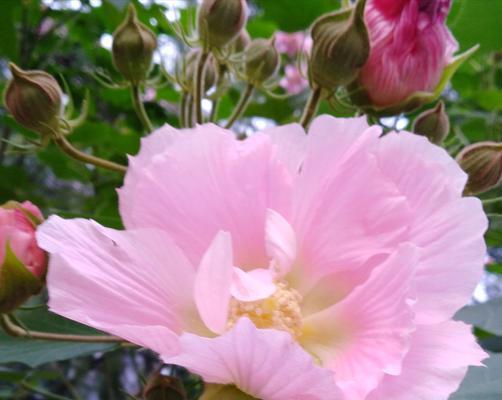 芙蓉花（荷塘里的芙蓉花）