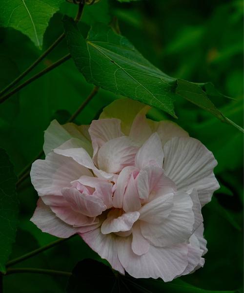 芙蓉花的花语与意义（揭示芙蓉花的秘密）