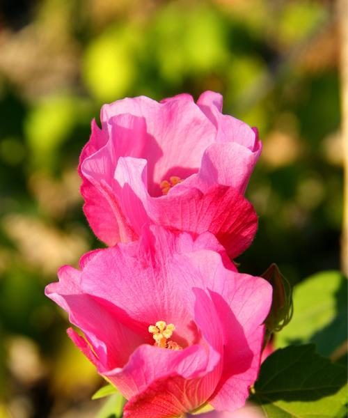 芙蓉花的花语与意义（揭示芙蓉花的秘密）