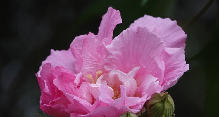 芙蓉花（芙蓉花的花语和寓意浅析）