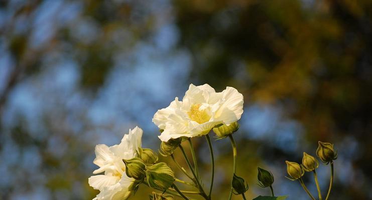 芙蓉花（芙蓉花的花语和寓意浅析）