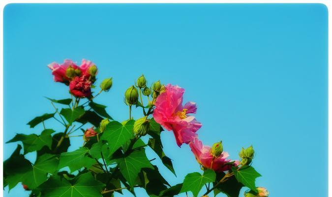 芙蓉花（芙蓉花的花语和寓意浅析）