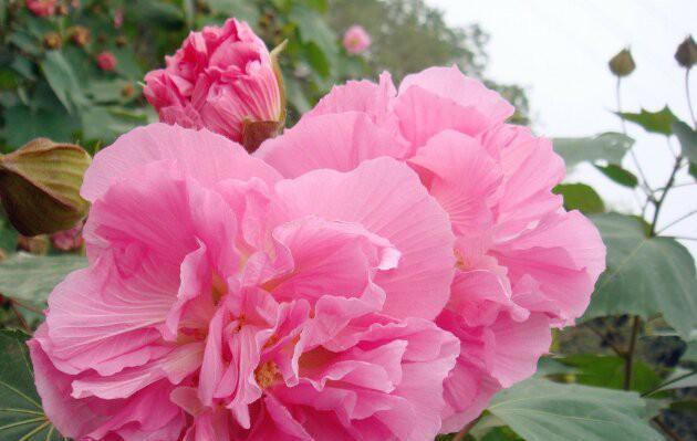 芙蓉花的花语及代表意义（芙蓉花的寓意和象征）