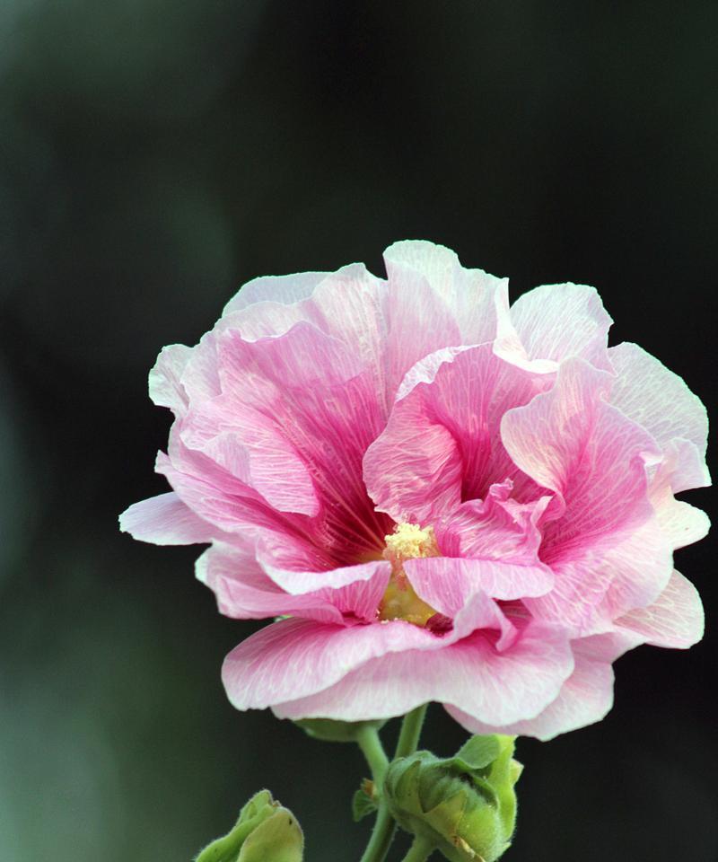 芙蓉花的花语及代表意义（芙蓉花的寓意和象征）