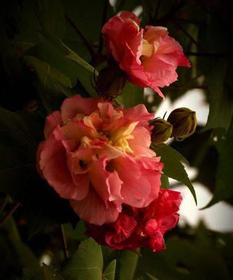 芙蓉花（探寻芙蓉花的文化内涵及象征意义）