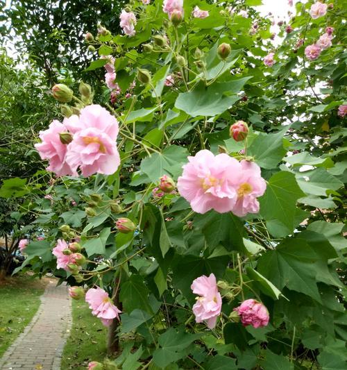 芙蓉花语的魅力与意义（探寻芙蓉花背后的寓意与传说）