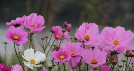 格桑花的花语和寓意（用花语传递情感）