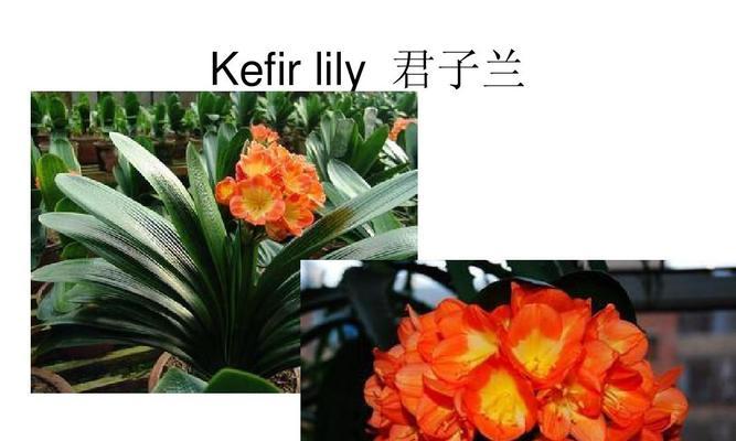 花开花落，诉说情愫——花语的奇妙世界（用花语翻开心灵之窗）