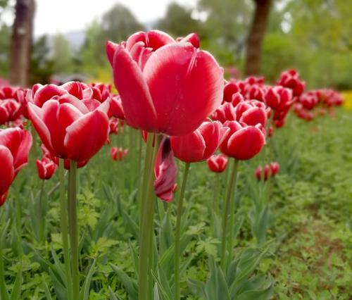 郁金香花语（揭开郁金香花语的神秘面纱）