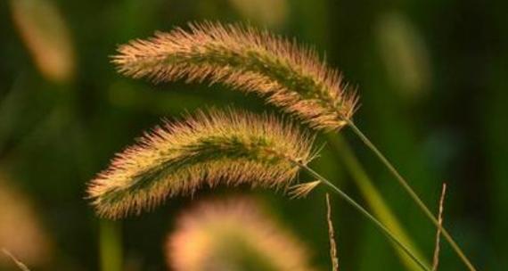 狗尾巴草的花语（狗尾巴草花语的含义与传承）