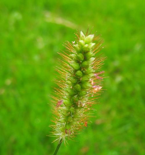 狗尾巴草的寓意与启示（一种小草）