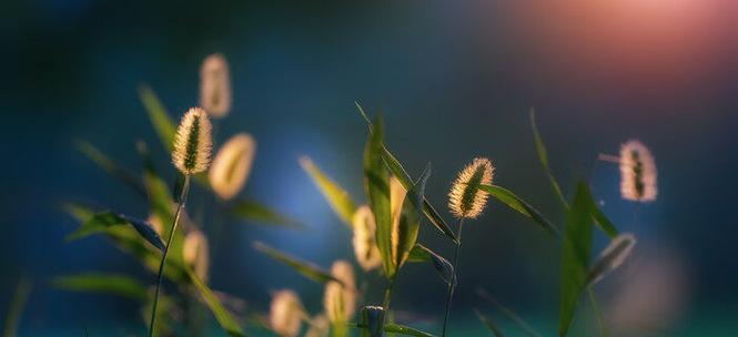 狗尾巴花的花语与美丽传说（探寻狗尾巴花的花语及其深刻内涵）