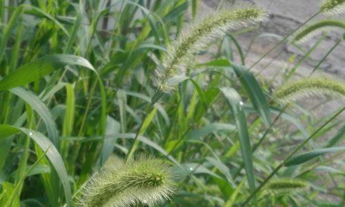 狗尾草花语（探寻狗尾草花语的文化内涵）