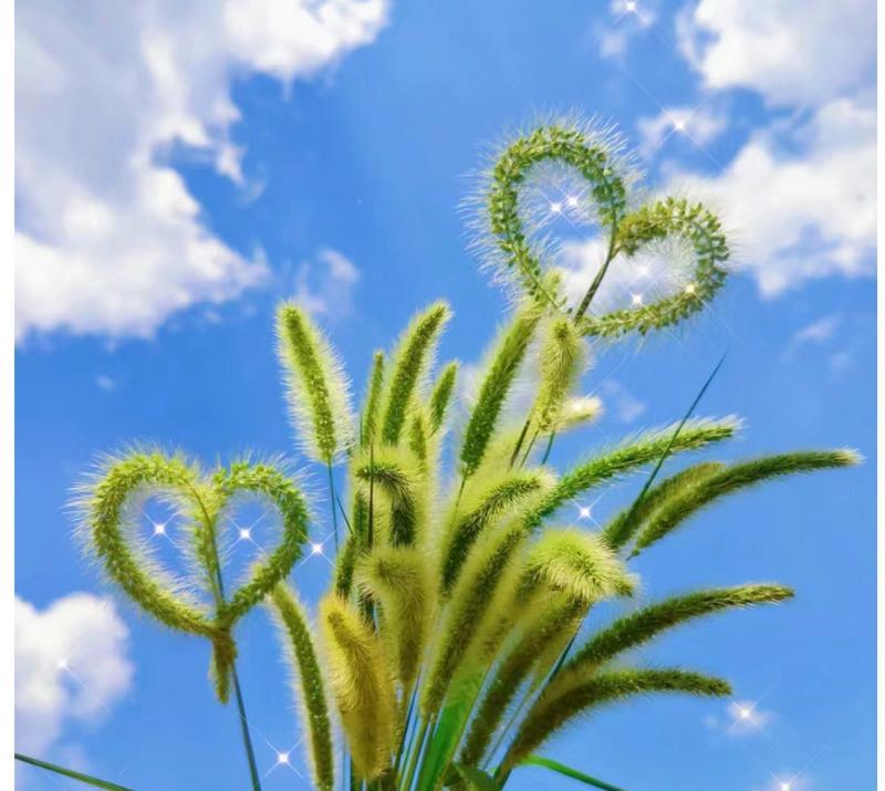 狗尾草花语（探寻狗尾草花语的文化内涵）