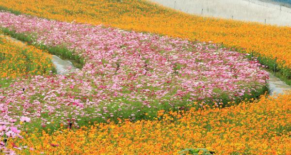 枸杞花的花语与意义（枸杞花语的深刻含义与人生启示）