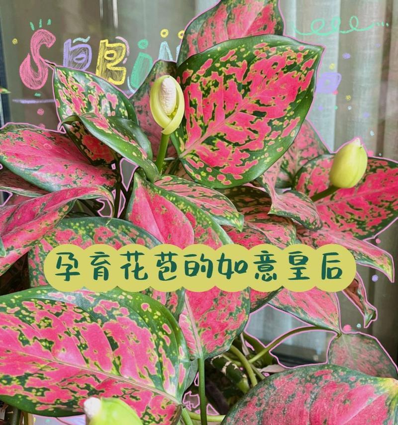 广东万年青开花的寓意——勇往直前，永不言弃（永不放弃的力量）