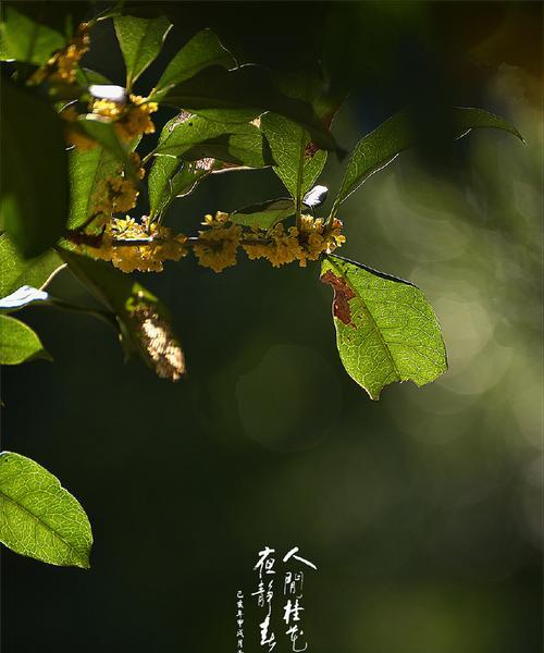 四季桂花的花语——四季常香，生命的希望（四季桂花的花语）