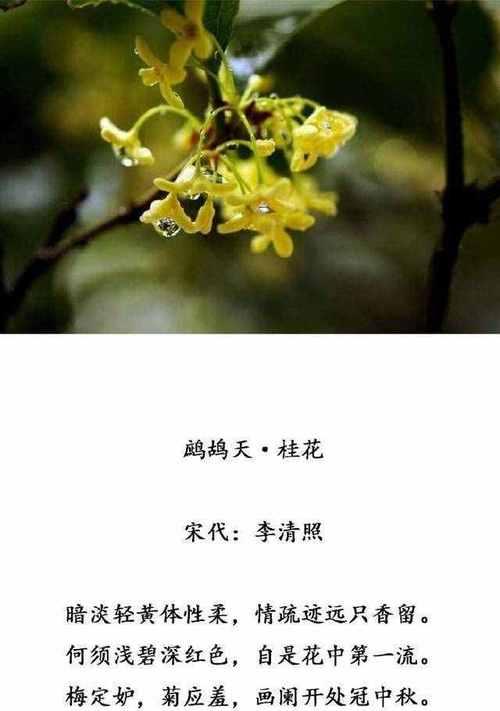 桂花的花语意义（花开如意）