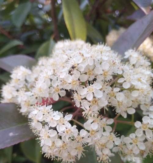 石楠花（石楠花的花语及其寓意）