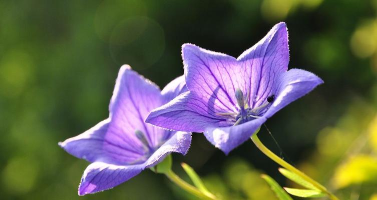 探寻世界上花语最浪漫的花（解读爱情语言的花朵奇遇）