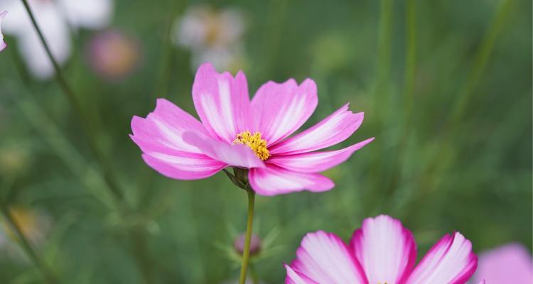 送给老师的鲜花（用花语表达对老师的感激之情）