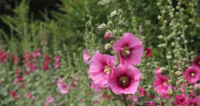 蜀葵花的花语与象征意义（传递爱与坚持的蜀葵花）