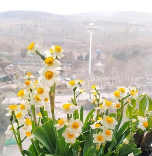 水仙花的象征意义与寓意（解读水仙花的文化内涵及象征意义）