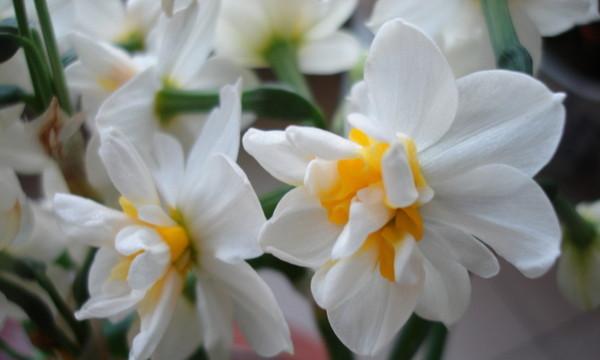 水仙花（水仙花的花语及象征意义）