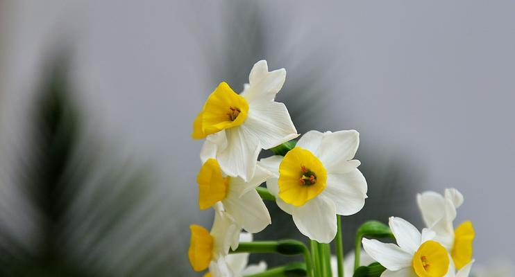 水仙花的花语与象征意义（探寻水仙花的美丽花语与象征意义）