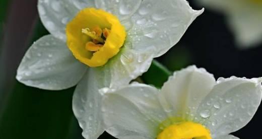 水仙花花语的意义与象征（揭开水仙花的深层寓意）