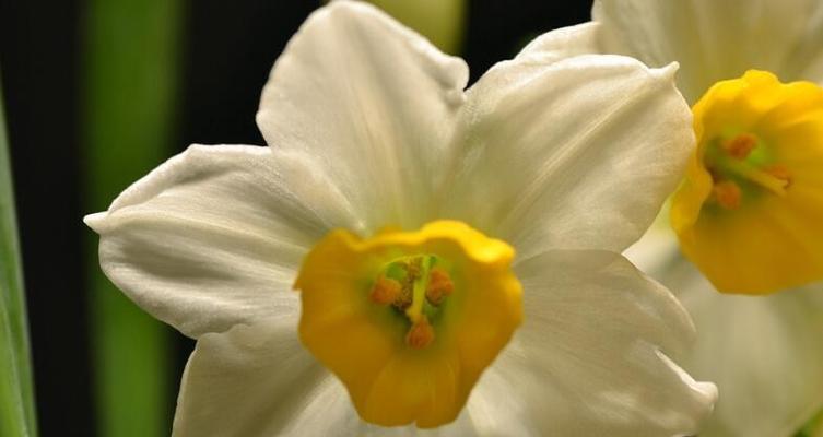 水仙花语，传递爱与希望的花朵（水仙花的象征意义及其文化内涵）