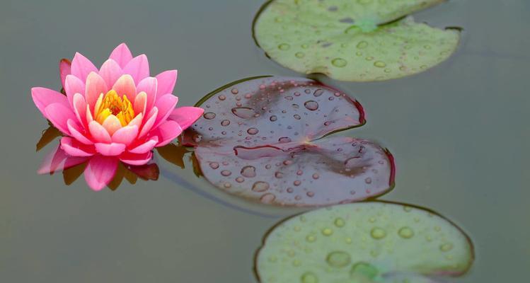 睡莲花语与象征意义（解读睡莲的美丽与神秘）